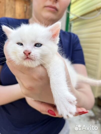 Котята в добрые руки даром
