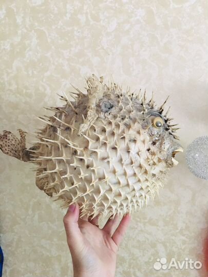 Чучело рыба шар