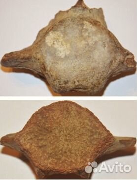 Тюлень Monachopsis, кит Cetotherium, дельфины