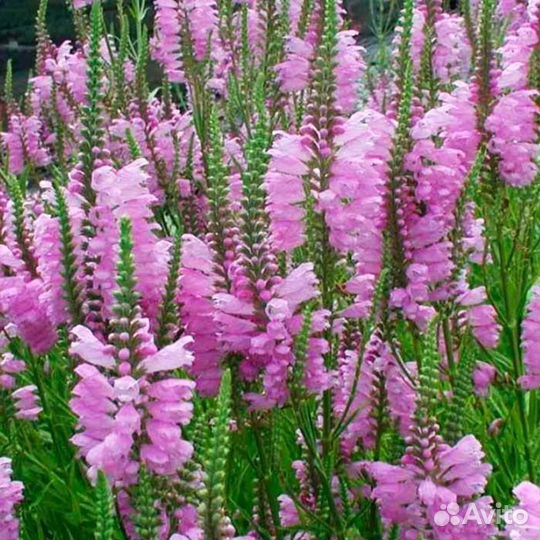 Очаровательная Физостегия