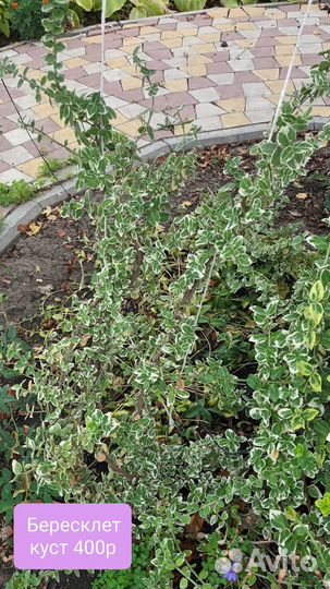 Уличные растения