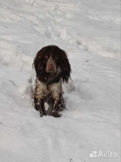 Русский спаниель вязка
