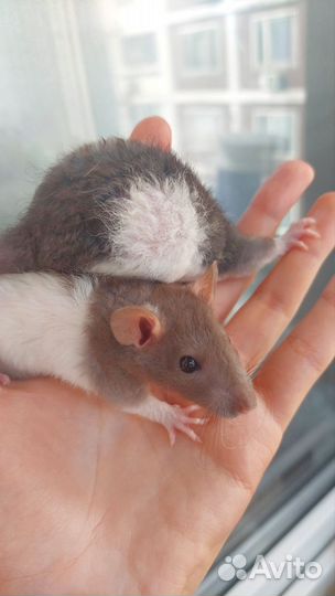 Крысята и взрослые крыски рекс
