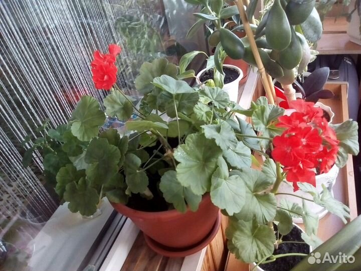 Пеларгония (герань). Красная