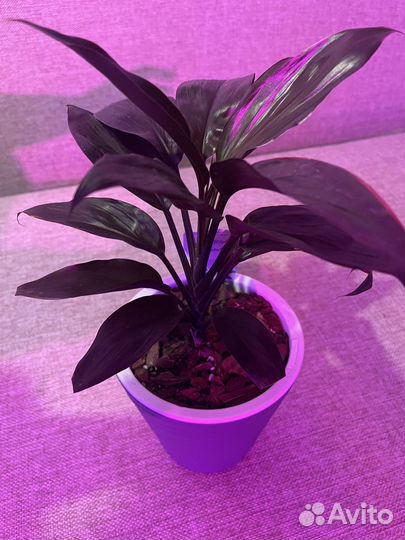 Кордилина мамбо