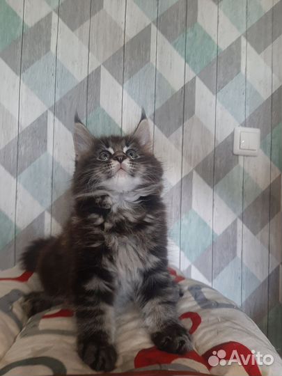 Котята мейн-кун