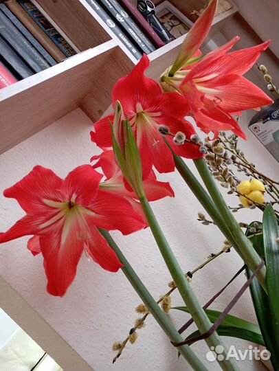 Амариллис красный