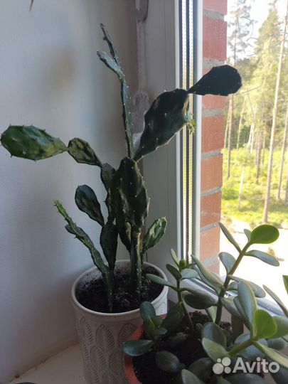 Комнатные растения на обмен