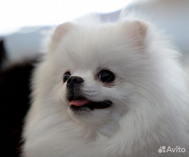 Шпицульки девочки