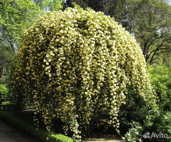 Роза Леди Бенкс
