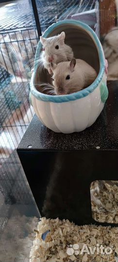 Монгольская песчанка