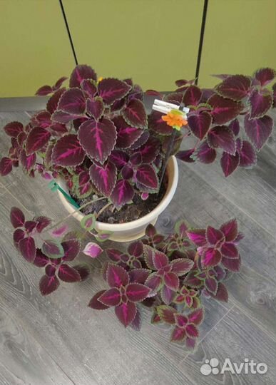 Цветок крапивка колеус