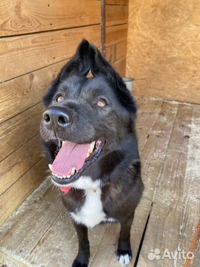 Собака со смешными ушами ищет дом