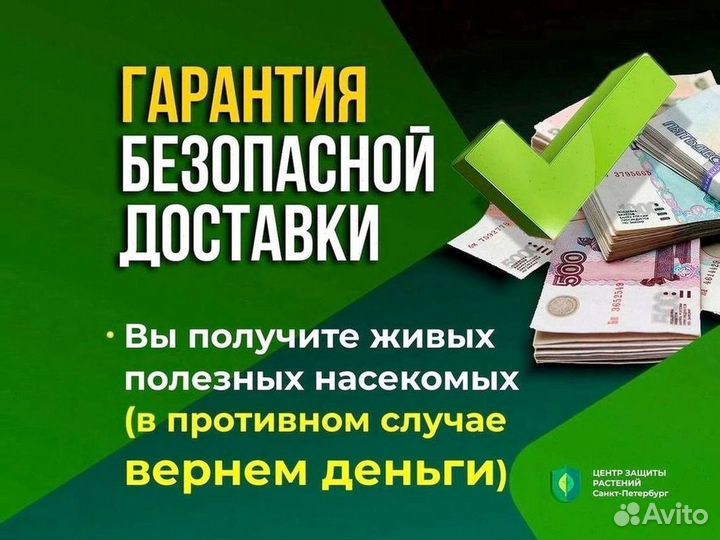 Криптолемус от Мучнистого червеца