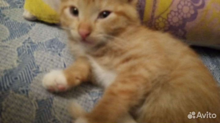 Рыжий котик в добрые руки бесплатно