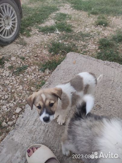 Щенок в добрые руки бесплатно