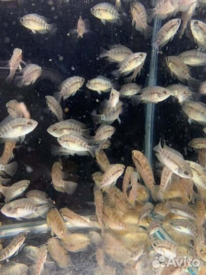 Радужная цихлазома