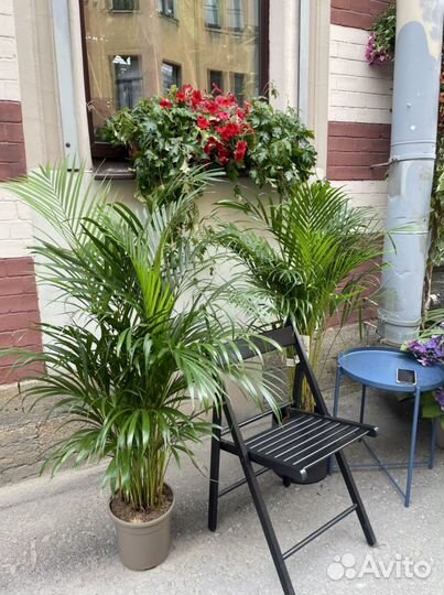 Пальма Арека Любой размер