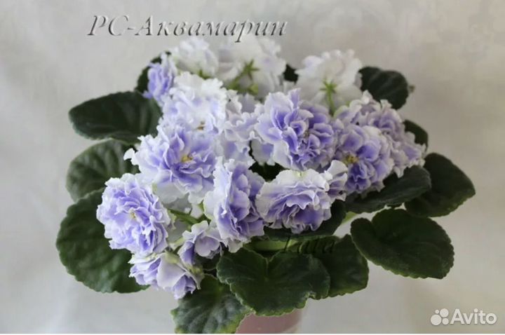 Фиалки взрослые