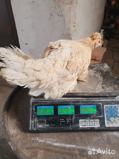 Куры несушки. Разных пород. Доставка на Дом