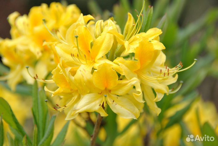 Рододендроны