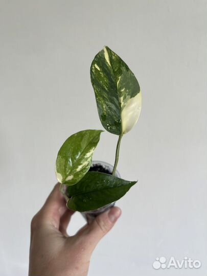 Сциндапсус, Эпипремнум 9 сортов