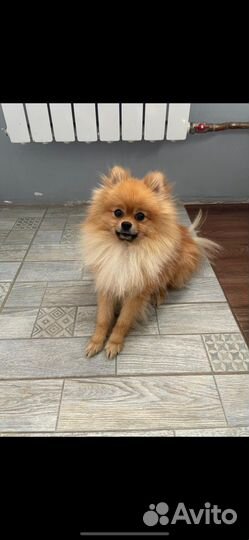 Зооняня для кошек и собак мелких пород