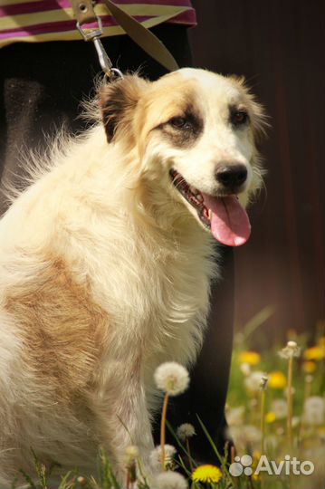 Бим в добрые руки