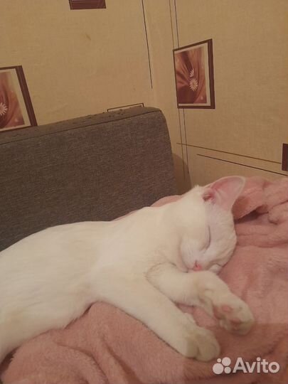 Кошка
