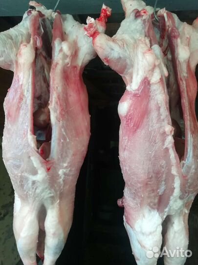 Мясо нутрии