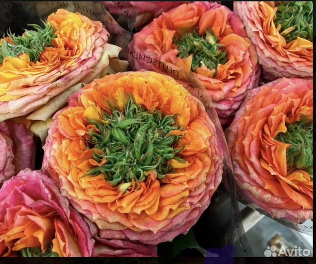 Гудини роза