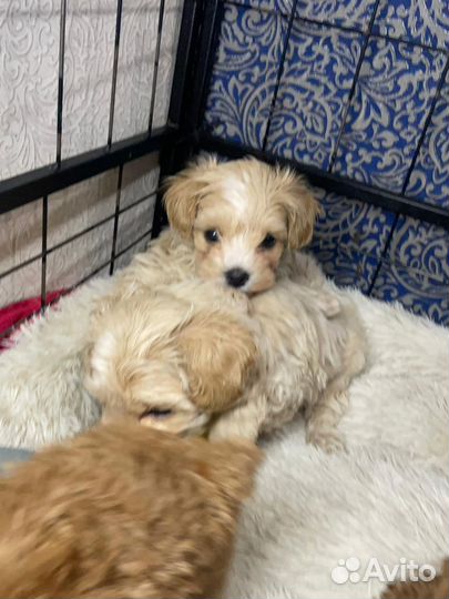 Мальчишки мальтипушки ф1