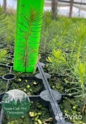 Зкс и окс Сосна Ель Лиственница сеянцы Голуб горн