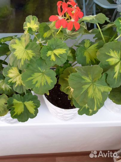 Пеларгония герань
