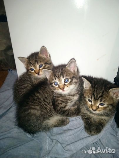 Котенок в добрые руки