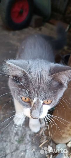 Отдам кота в добрые руки г. Белокуриха