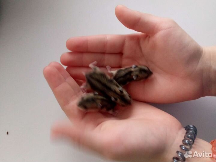 Маленькие джунгарские хомячки