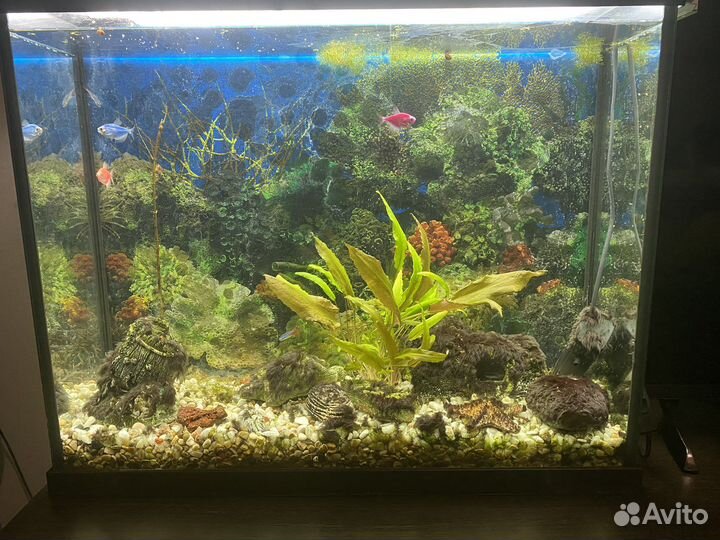 Аквариум