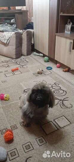 Вязка пекинес