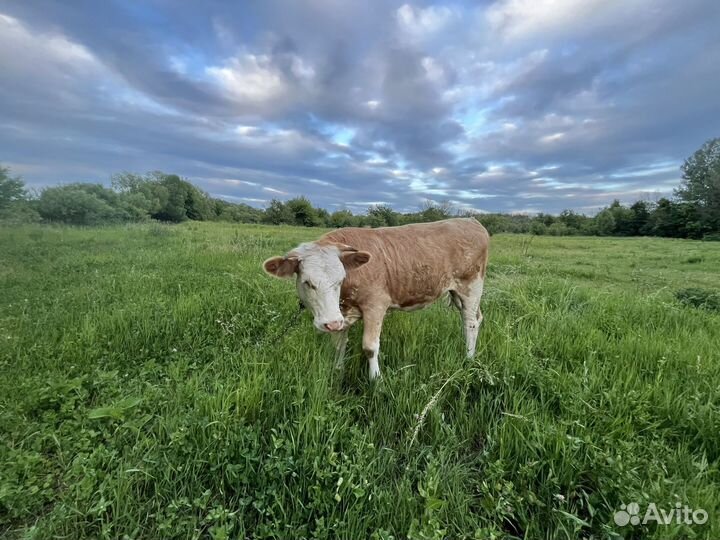 Телка стельная