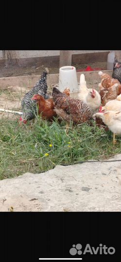 Петушки молодняк