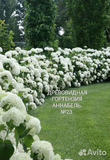 Гортензия саженцы