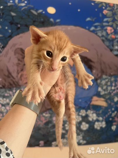 Ориентальные котята