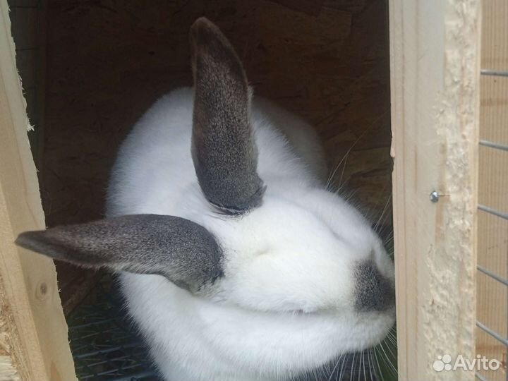 Супер калифорнийцы