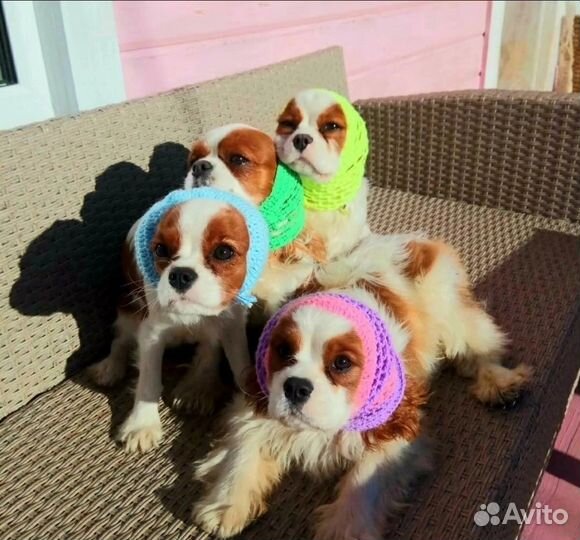 Игрушки, шапочки, вкусняшки для собак