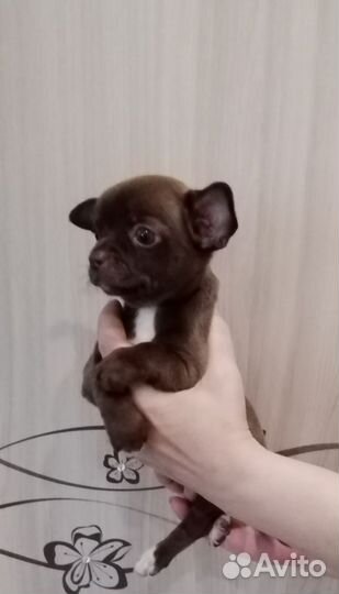 Щенки чихуахуа