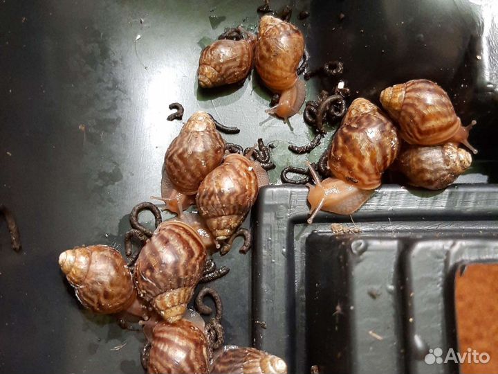 Улитки Ахатины