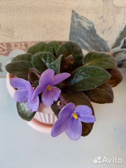 Фиалки цветущие в горшке
