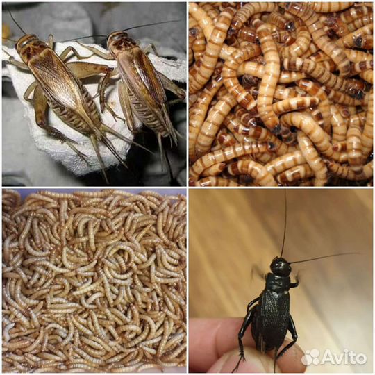 Сверчок, мучник, зофобас