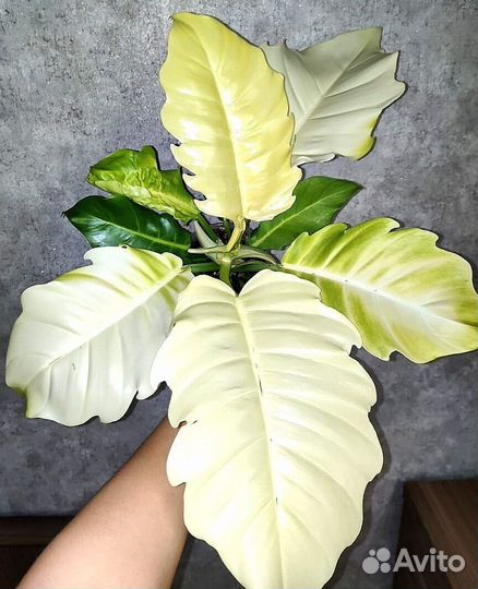 Филодендроны Тай